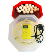 Clocitoare Incubator electric cu termometru digital